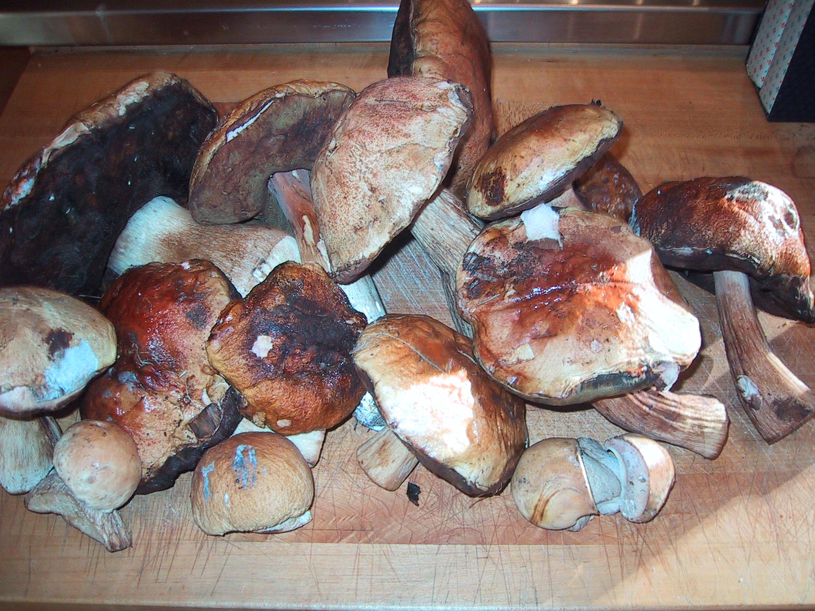 Pile of Boletus