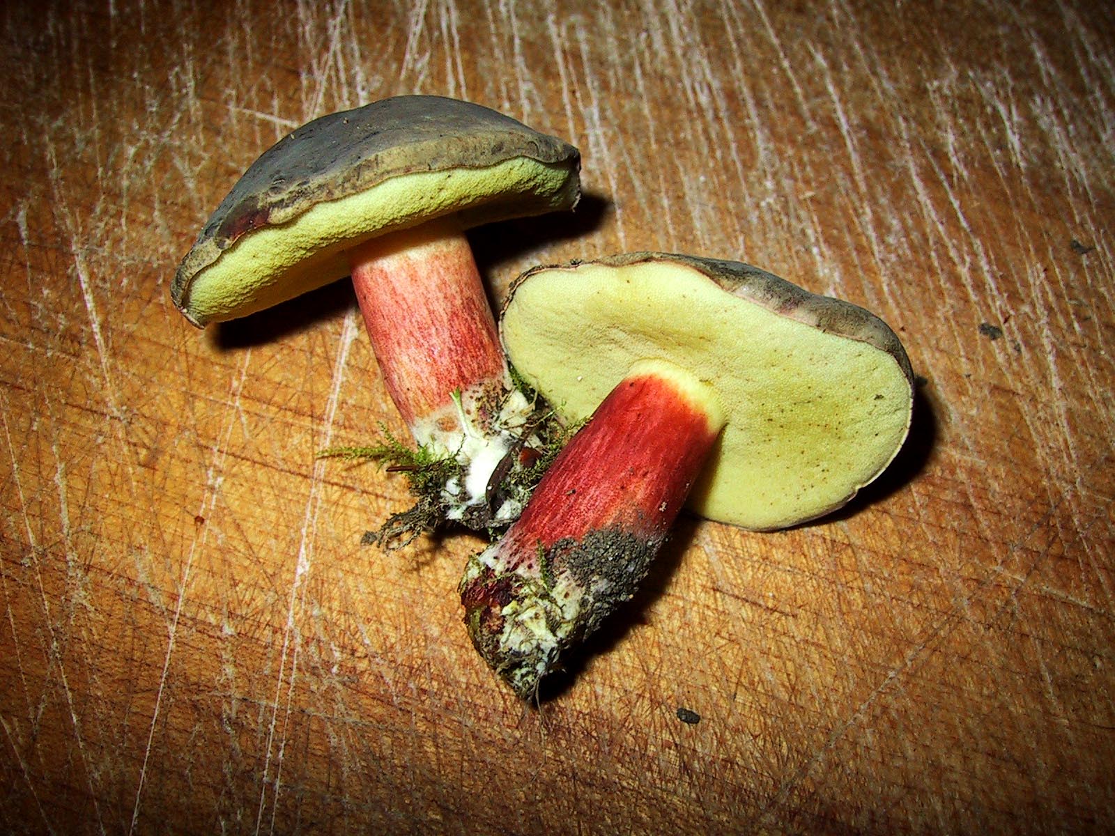 Zeeler's Boletus