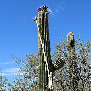 Traditional saguaro fruit harvest